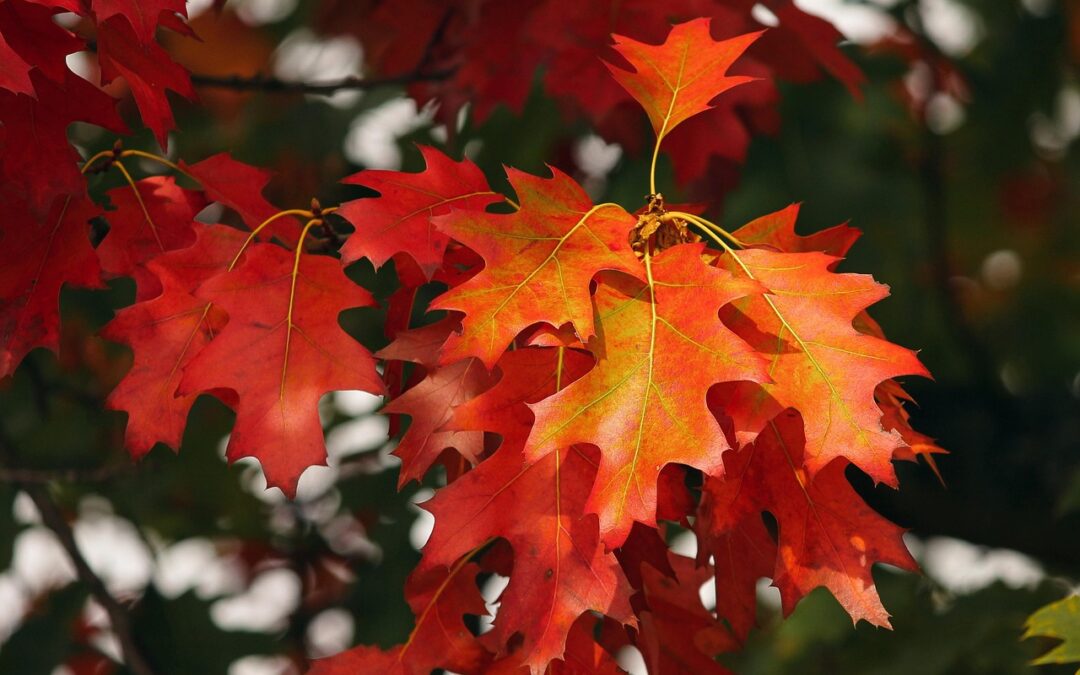 Es sind Herbstferien