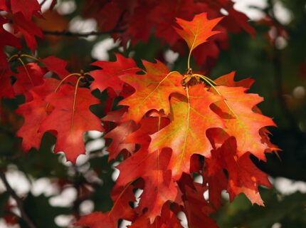 Es sind Herbstferien