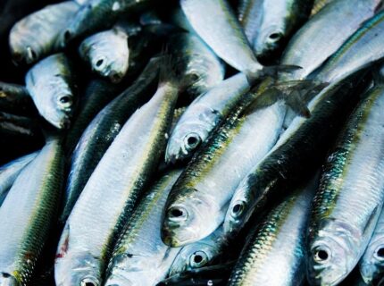 Foodpairing: Hering re:invented