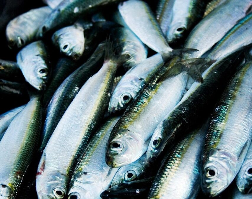 Foodpairing: Hering re:invented